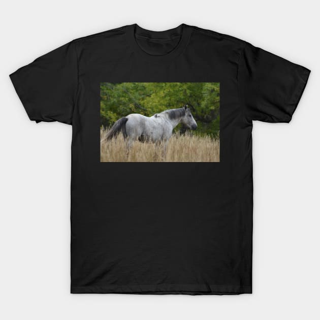 Wild Grey Horse T-Shirt by MarieDarcy